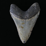 5.94" Massive Megalodon Tooth
