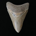 5.02" Serrated Lower Megalodon Tooth