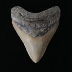 4.78" Serrated Megalodon Tooth