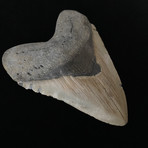 5.80" Massive Megalodon Tooth