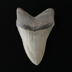 4.03" High Quality Serrated Megalodon Tooth