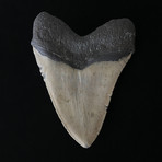 5.19" High Quality Megalodon Tooth