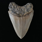 4.83" High Quality Serrated Megalodon Tooth