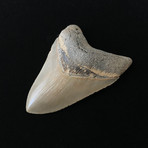 4.16" High Quality Serrated Megalodon Tooth