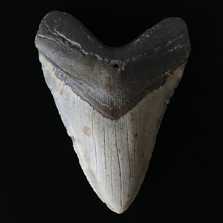 5.94" Massive Megalodon Tooth