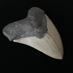 5.19" High Quality Megalodon Tooth