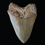 4.93" High Quality Serrated Megalodon Tooth