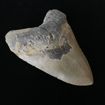 5.54" High Quality Serrated Megalodon Tooth