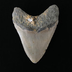 4.81" Megalodon Tooth