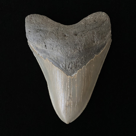 4.47" High Quality Serrated Megalodon Tooth