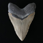 6.19" Massive High Quality Megalodon Tooth