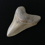 4.35" Serrated Megalodon Tooth