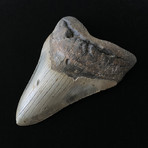 5.54" Massive Megalodon Tooth