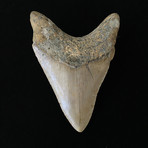 4.38" Serrated Megalodon Tooth