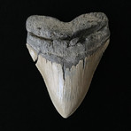 5.01" Serrated Megalodon Tooth