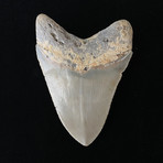 4.16" High Quality Serrated Megalodon Tooth