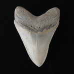 4.47" High Quality Serrated Megalodon Tooth