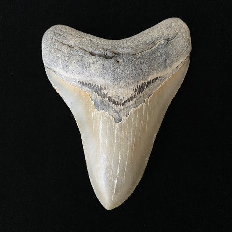 4.88" High Quality Serrated Megalodon Tooth