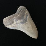 4.63" Serrated Megalodon Tooth