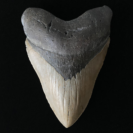 6.19" Massive High Quality Megalodon Tooth