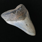 5.54" Massive Megalodon Tooth