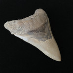 5.06" Serrated Lower Megalodon Tooth
