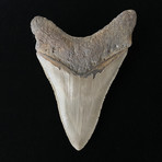 5.06" Serrated Lower Megalodon Tooth
