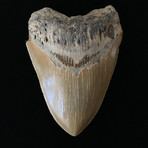 4.93" High Quality Serrated Megalodon Tooth