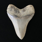 4.63" Serrated Megalodon Tooth