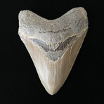 4.63" High Quality Serrated Megalodon Tooth