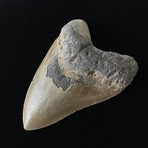 5.54" High Quality Serrated Megalodon Tooth