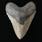 5.80" Massive Megalodon Tooth