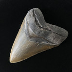 5.72" Massive High Qaulity Serrated Megalodon Tooth