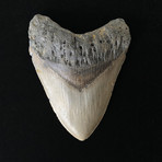 4.81" Megalodon Tooth