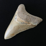 5.02" Serrated Lower Megalodon Tooth