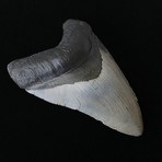 5.48" Perfect Serrated Megalodon Tooth