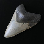 5.48" Perfect Serrated Megalodon Tooth