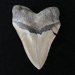 5.01" Serrated Megalodon Tooth
