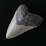5.06" Megalodon Tooth