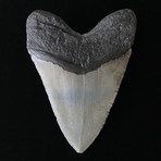 5.06" Megalodon Tooth