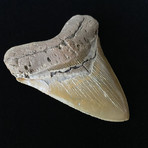 5.24" High Quality Serrated Megalodon Tooth