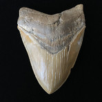 5.23" High Quality Serrated Megalodon Tooth