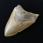 5.23" High Quality Serrated Megalodon Tooth