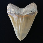 5.24" High Quality Serrated Megalodon Tooth