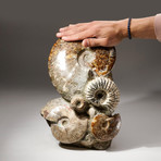 Genuine Polished Calcified Ammonite Cluster
