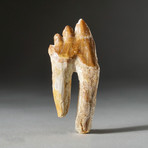 Genuine Natural Pre Historic Basilousaurus Whale Tooth + Display Box // V1
