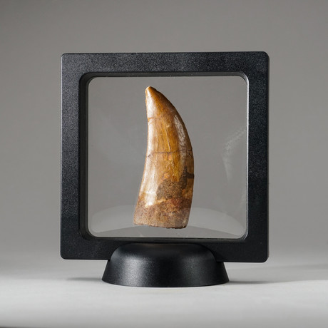 Genuine Natural Carcharodontosaurus Dinosaur Tooth + Display Box // V1