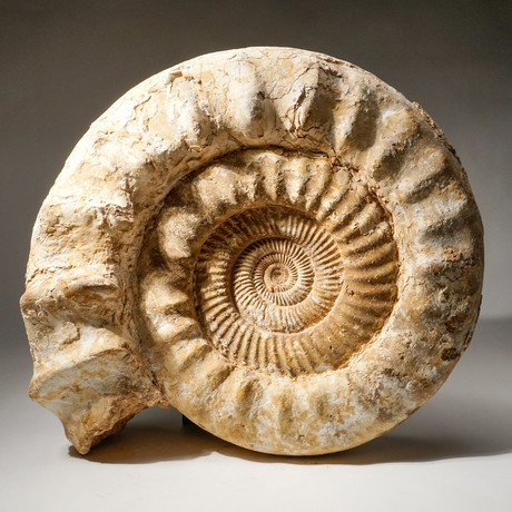 Natural Ammonite Fossil // V2