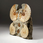 Genuine Polished Calcified Ammonite Halves Cluster