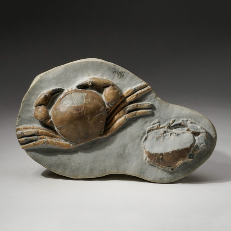 Two Natural Fossilized Crabs in Matrix + Acrylic Display Stand